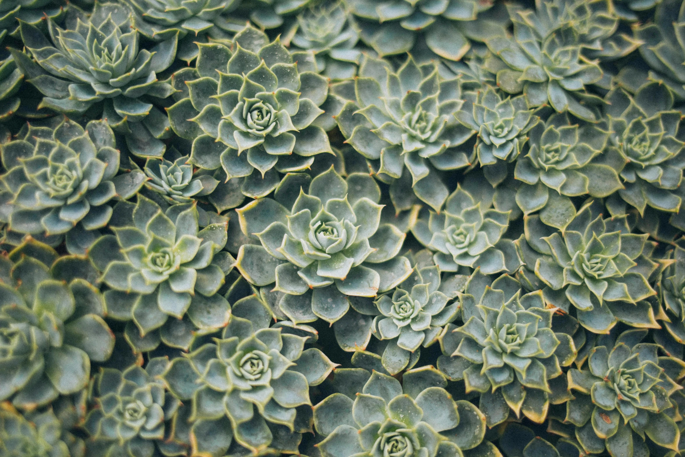 a close up of a bunch of succulents, pexels, precisionism, shot on hasselblad, green foliage, textured like a carpet, grey