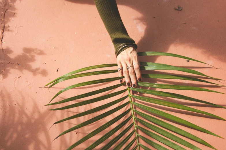 a close up of a person holding a palm leaf, a photo, inspired by Elsa Bleda, trending on pexels, pink hue, weathered olive skin, instagram post, holding a 🛡 and an 🪓