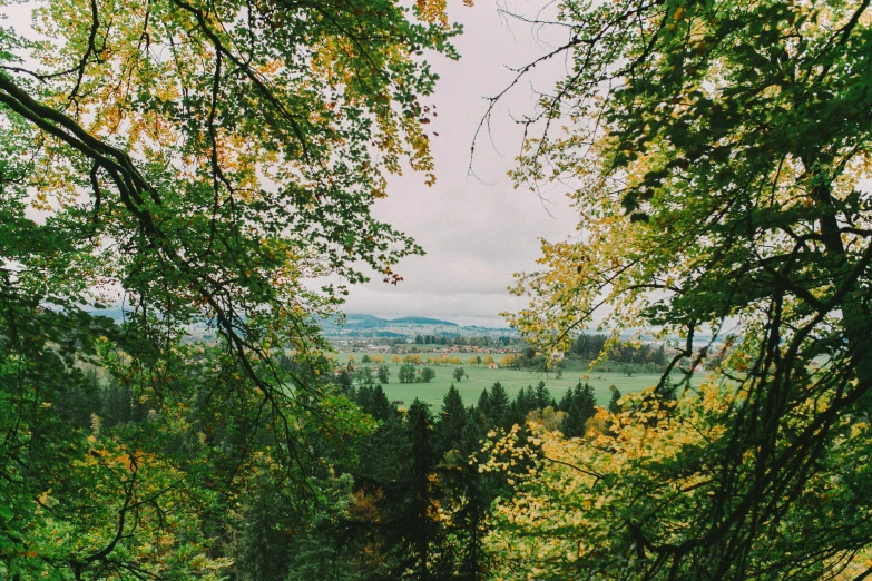 a lush green forest filled with lots of trees, a picture, unsplash contest winner, visual art, overlooking a valley with trees, hannover, muted fall colors, yellow and green