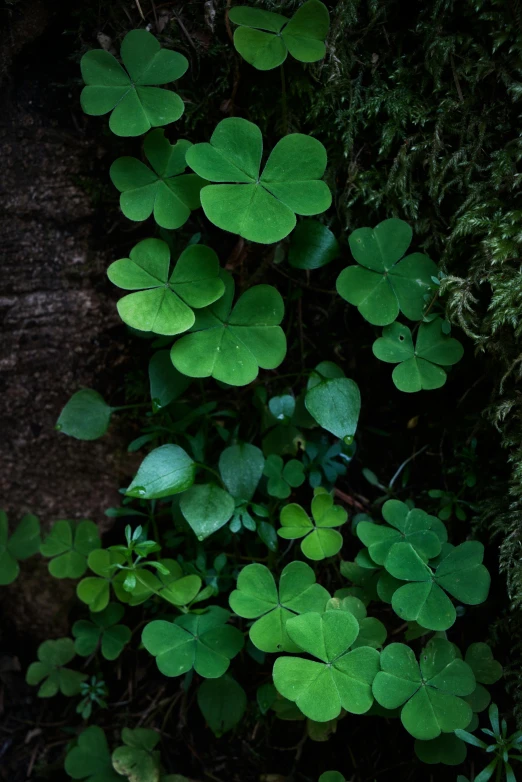 a close up of a plant with green leaves, background full of lucky clovers, ryan dyar, redwoods, medium-shot