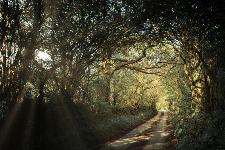 the sun shines through the trees on a dirt road, an album cover, by Eglon van der Neer, unsplash contest winner, pembrokeshire, an archway, cottagecore, photorealist