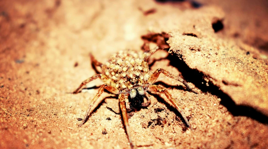 a spider that is sitting on the ground, by Thomas Häfner, sepia colors, covered in sand, shiny skin”, lomography