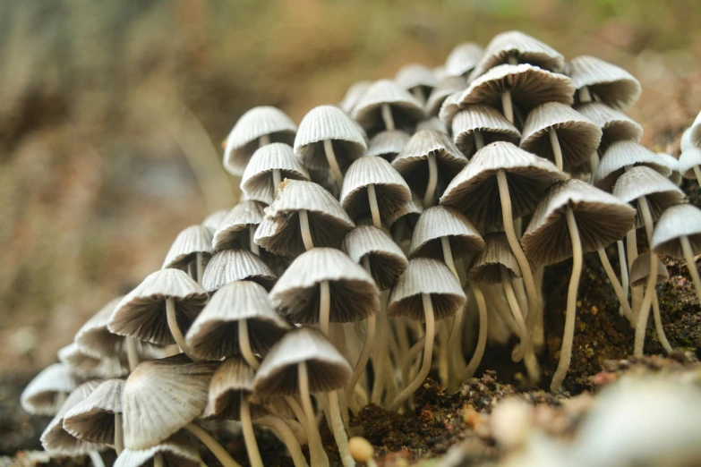 a bunch of mushrooms that are on the ground, a macro photograph, by Jessie Algie, unsplash, hurufiyya, undertailed, istock, grey, mind bending