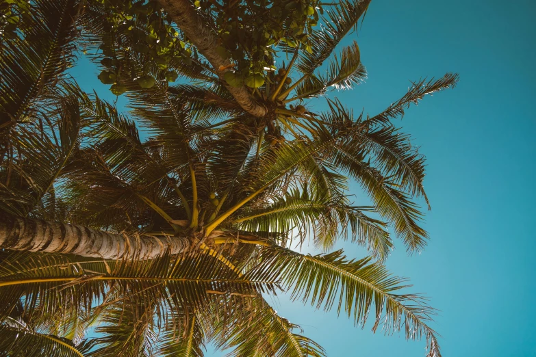 a palm tree with a blue sky in the background, pexels contest winner, thumbnail, brown, holiday vibe, 1 2 9 7