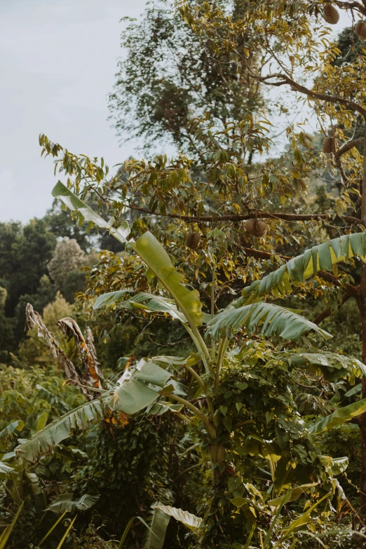 a train traveling through a lush green forest, sumatraism, clumps of bananas, panoramic view, botanicals, magnolia big leaves and stems