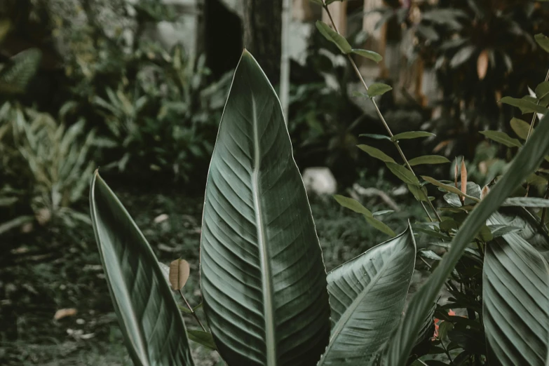 a close up of a plant with green leaves, pexels contest winner, dark jungle, background image, magnolia big leaves and stems, alessio albi