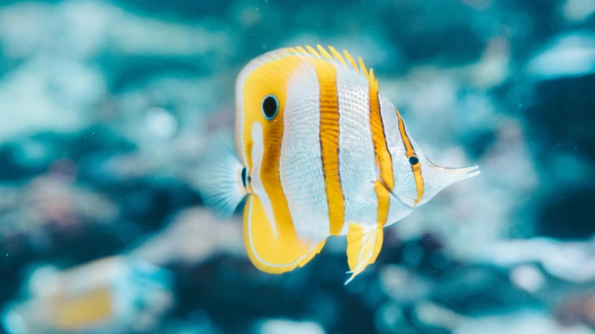 a close up of a yellow and white fish, pexels contest winner, sea butterflies, square, aquamarine, clean 4 k