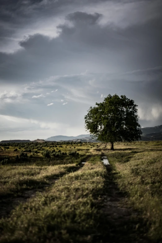 a lone tree sitting in the middle of a field, unsplash contest winner, land art, dark clouds in the distance, southern european scenery, pathway, ox