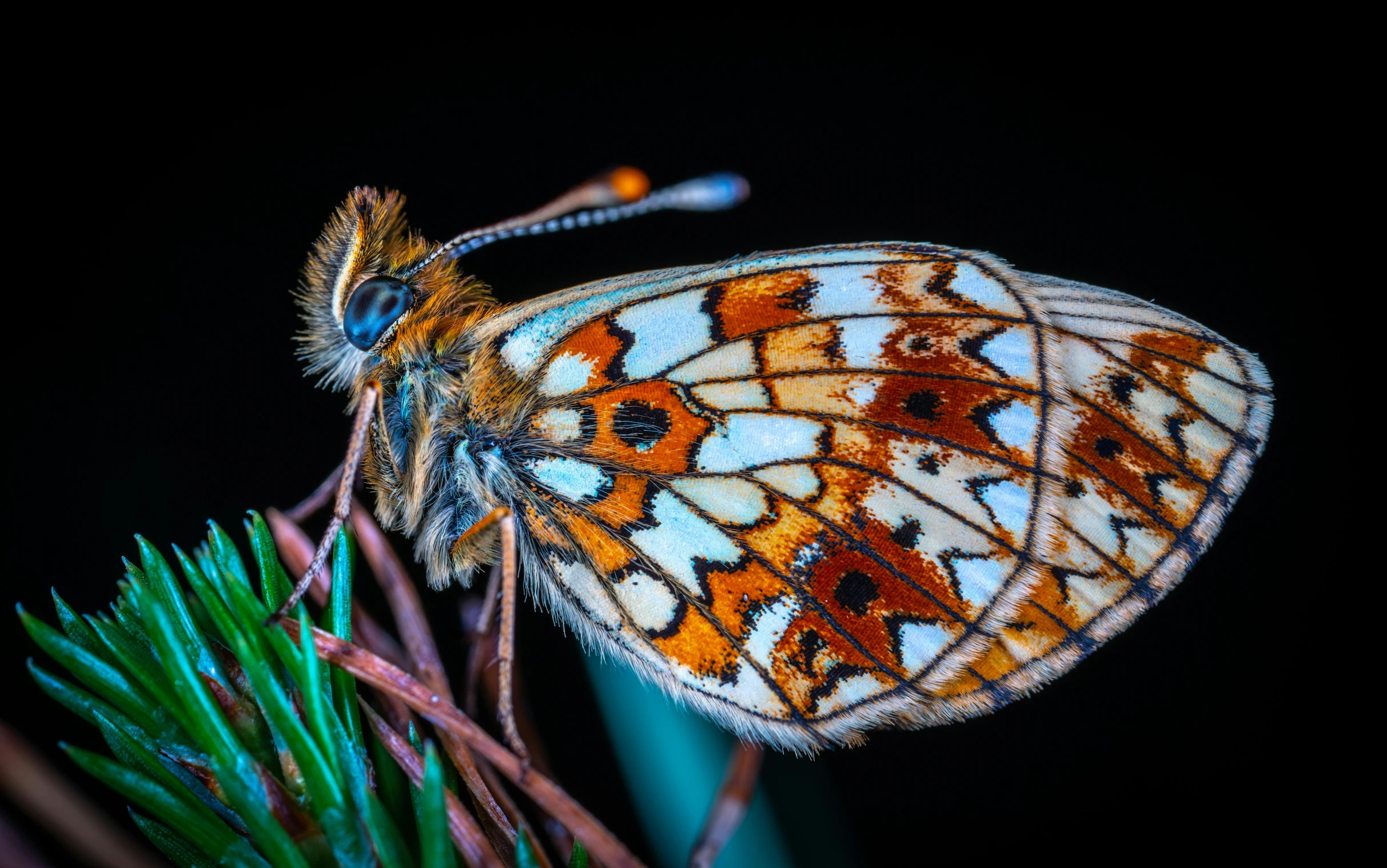 a close up of a butterfly on a plant, a macro photograph, by Adam Marczyński, unsplash, digital art, avatar image, digital ilustration, hyperdetailed colourful, young male