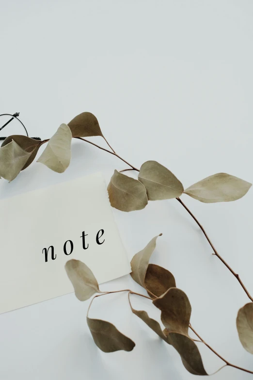 a close up of a plant with a note attached to it, by Nicolette Macnamara, trending on pexels, neo-romanticism, minimalist logo without text, eucalyptus, dried vines, noot noot