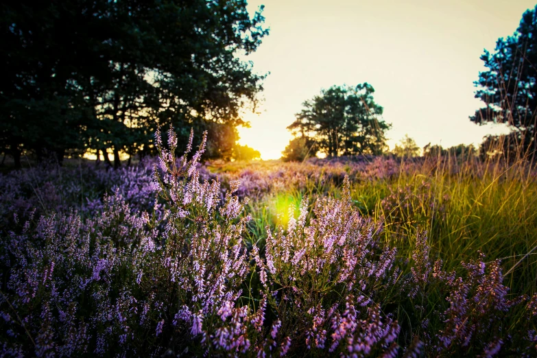 a field of purple flowers with trees in the background, by Thomas Häfner, unsplash, romanticism, sun flares, with soft bushes, celebrating, instagram picture