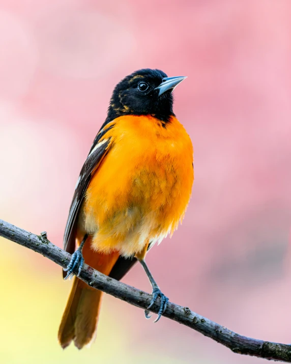 an orange and black bird perched on a branch, pexels contest winner, lgbtq, very vibrant, slide show, hi-res