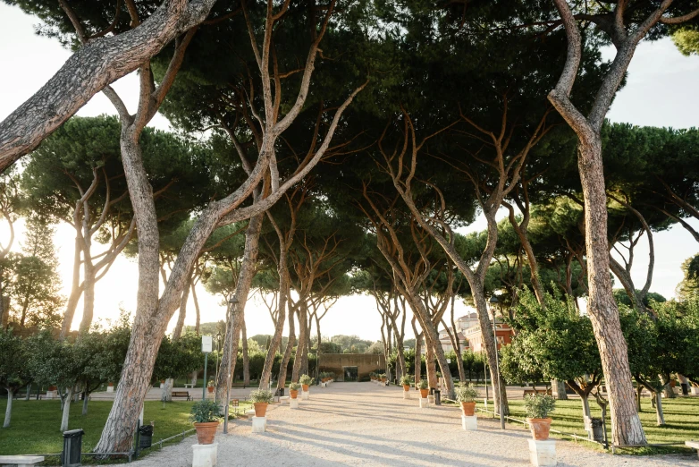 a pathway lined with trees in a park, by Carlo Martini, pexels contest winner, renaissance, alma tadema, terracotta, maritime pine, parce sepulto