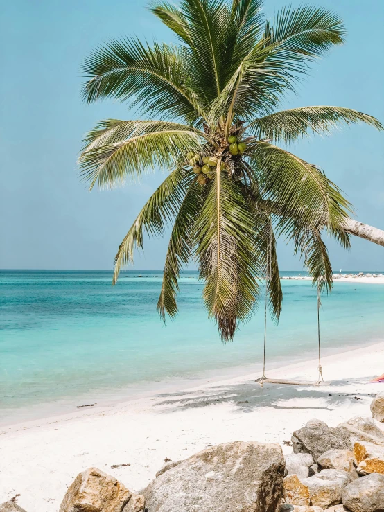 a palm tree sitting on top of a sandy beach, swing on a tree, pink white turquoise, lush surroundings, profile image