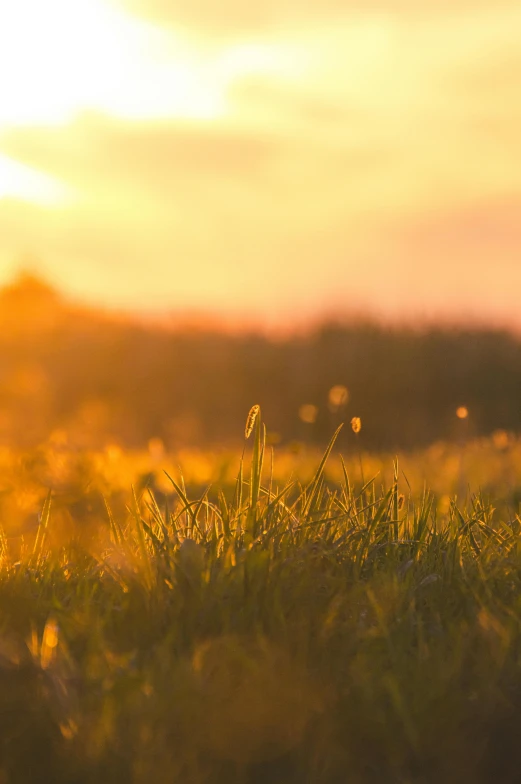 a field of grass with the sun setting in the background, serene field setting