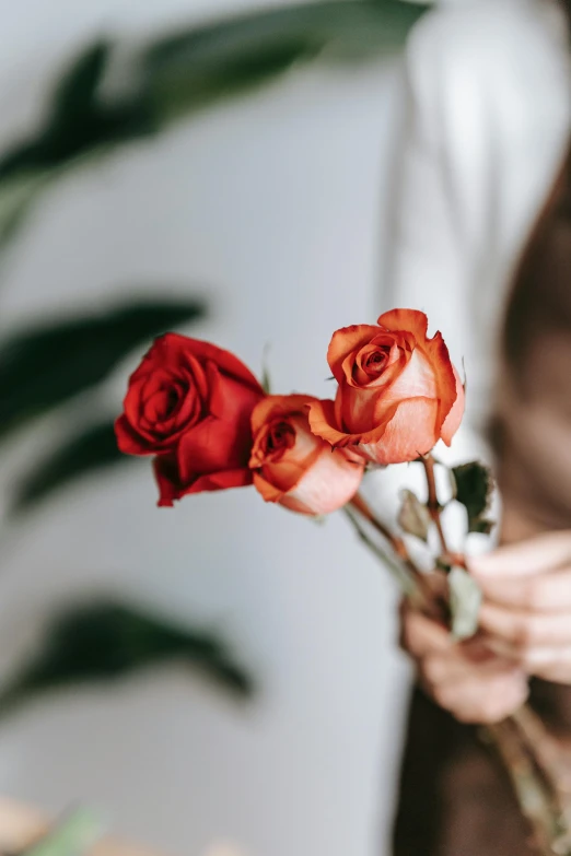 a woman holding a bunch of red roses, a colorized photo, trending on unsplash, romanticism, orange tones, slightly minimal, blurred detail, broken hearts