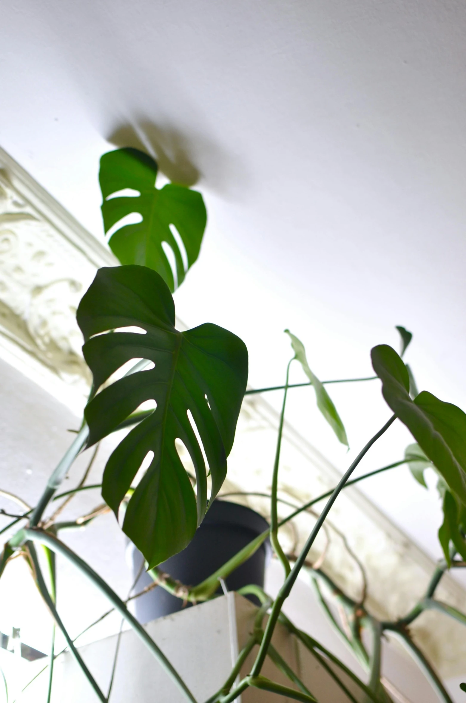 a potted plant sitting on top of a window sill, monstera deliciosa, viewed from the ground, up-close, plants allover