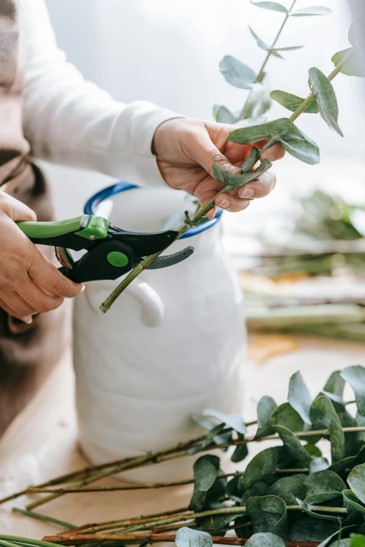 a person cutting flowers with scissors on a table, eucalyptus, full product shot, plant armour, hanging