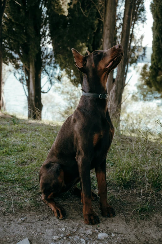 a dog that is sitting in the grass, sitting on a tree, focused on neck, with pointy ears, lake view