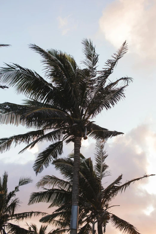 a group of palm trees sitting on top of a lush green field, in the evening, coconuts, up-close, beach aesthetic