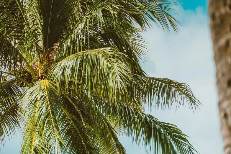 a couple of palm trees that are next to each other, unsplash, visual art, background image, coconuts, instagram photo, ad image