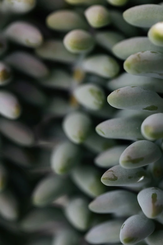 a close up of a bunch of succulents, a macro photograph, by Jessie Algie, trending on unsplash, process art, grey, beans, ilustration, micro detail 4k