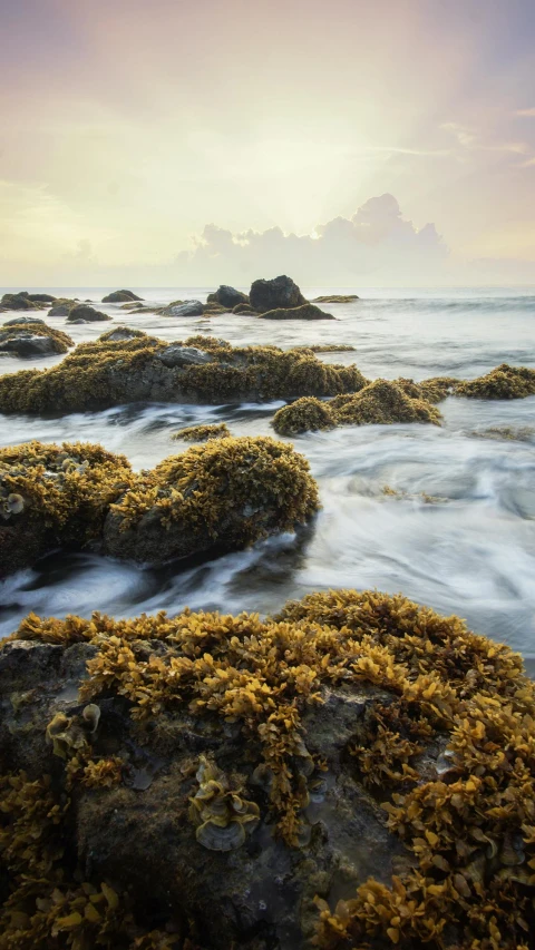 a rocky beach covered in lots of seaweed, by Greg Staples, unsplash contest winner, glowing swirling mist, golden hour photo, corals, panning shot