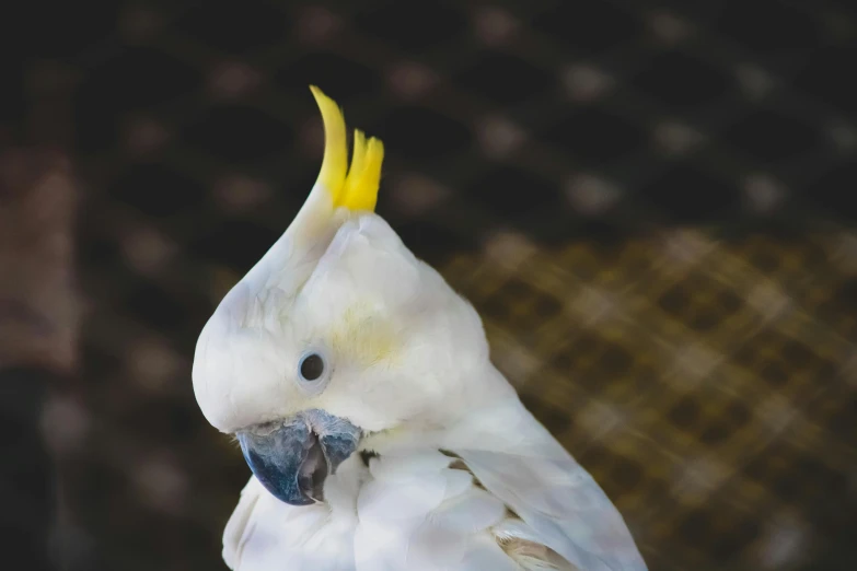 a close up of a white bird with yellow feathers, pexels contest winner, arabesque, with pointy ears, pixelated, cocky, a bald