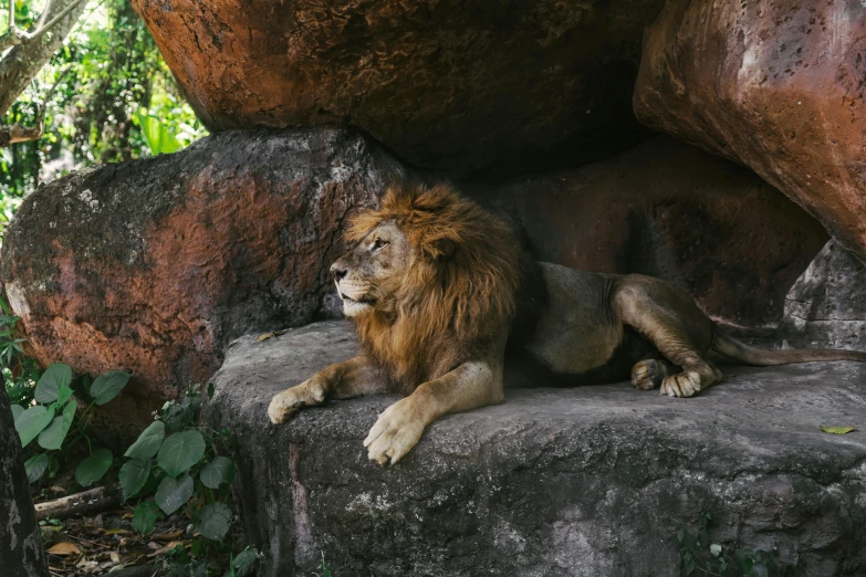 a lion laying on top of a large rock, pexels contest winner, in the zoo exhibit, 2 d full body lion, australian, long chin
