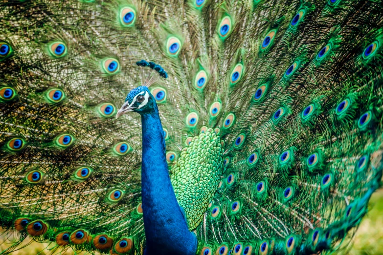 a peacock standing on top of a lush green field, a portrait, by Meredith Dillman, pexels contest winner, 1024x1024, fan favorite, vibrant blue, colourful explosion