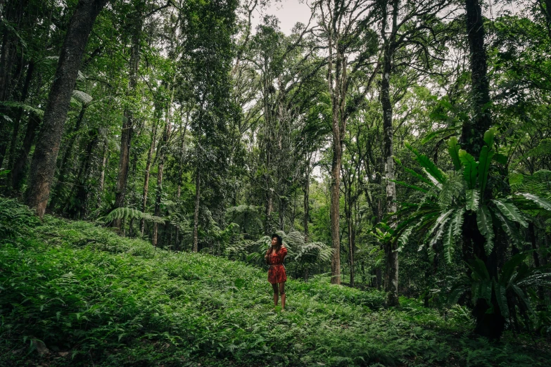 a woman walking through a lush green forest, an album cover, by Daniel Lieske, unsplash contest winner, sumatraism, wearing red attire, 🦩🪐🐞👩🏻🦳, hawaii, ashteroth