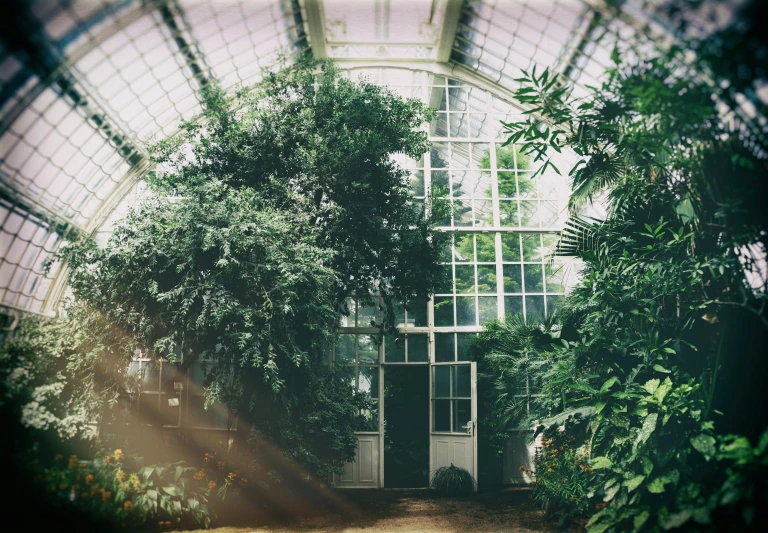a greenhouse filled with lots of plants and trees, inspired by Elsa Bleda, pexels contest winner, art nouveau, light above palace, light haze, architectural digest, all growing inside an enormous