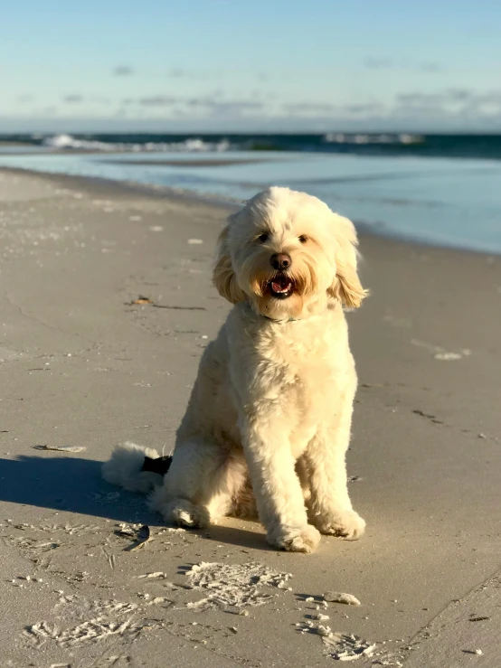 a white dog sitting on top of a sandy beach, posing for a picture