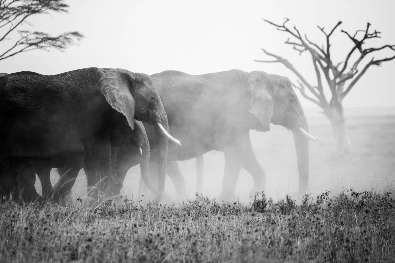 a herd of elephants walking across a grass covered field, a black and white photo, by Emma Andijewska, pexels contest winner, minimalism, covered with cobwebs and dust, two male, mane, an intricate