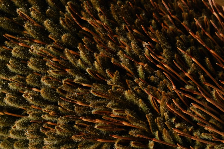 a close up of a bunch of pine needles, a macro photograph, by Carey Morris, hurufiyya, sea anemone, highly detailed image, brown scales, ultra high pixel detail