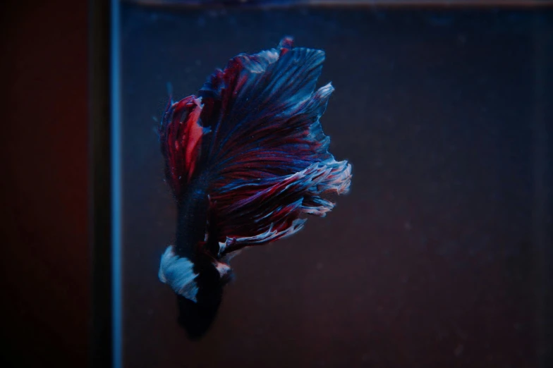 a close up of a fish in a tank, a macro photograph, by Elsa Bleda, hyperrealism, red blue purple black fade, great red feather, photograph taken in 2 0 2 0, high-quality photo