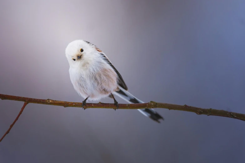 a small white bird sitting on top of a tree branch, an album cover, by Matija Jama, trending on pexels, fierce expression 4k, fluffy body, miniature animal, sergey vasnev