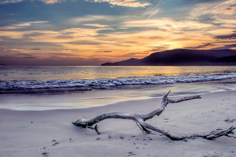 a tree branch sitting on top of a sandy beach, inspired by Edwin Deakin, pexels contest winner, the colours of the sunset, haida gwaii, carribean white sand, islamic