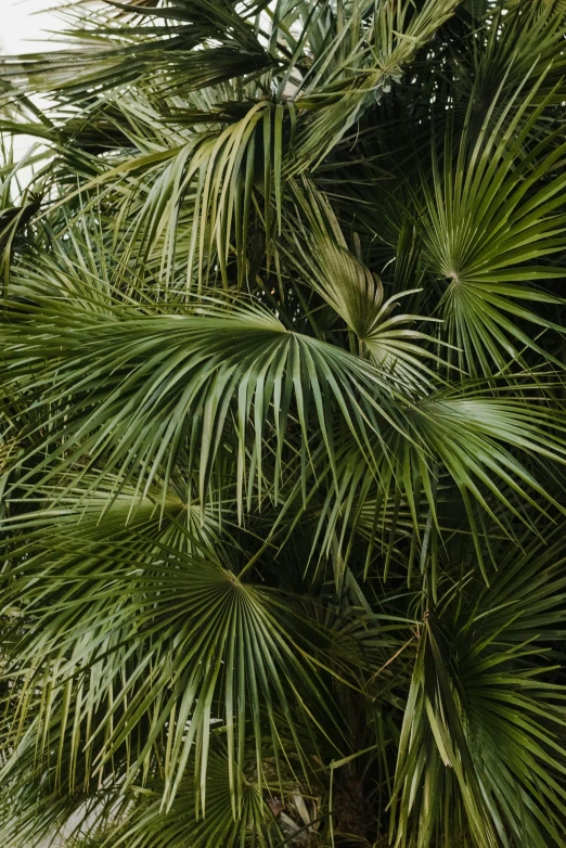a couple of palm trees sitting next to each other, verdant plant wall, up-close, muted green, zoomed out