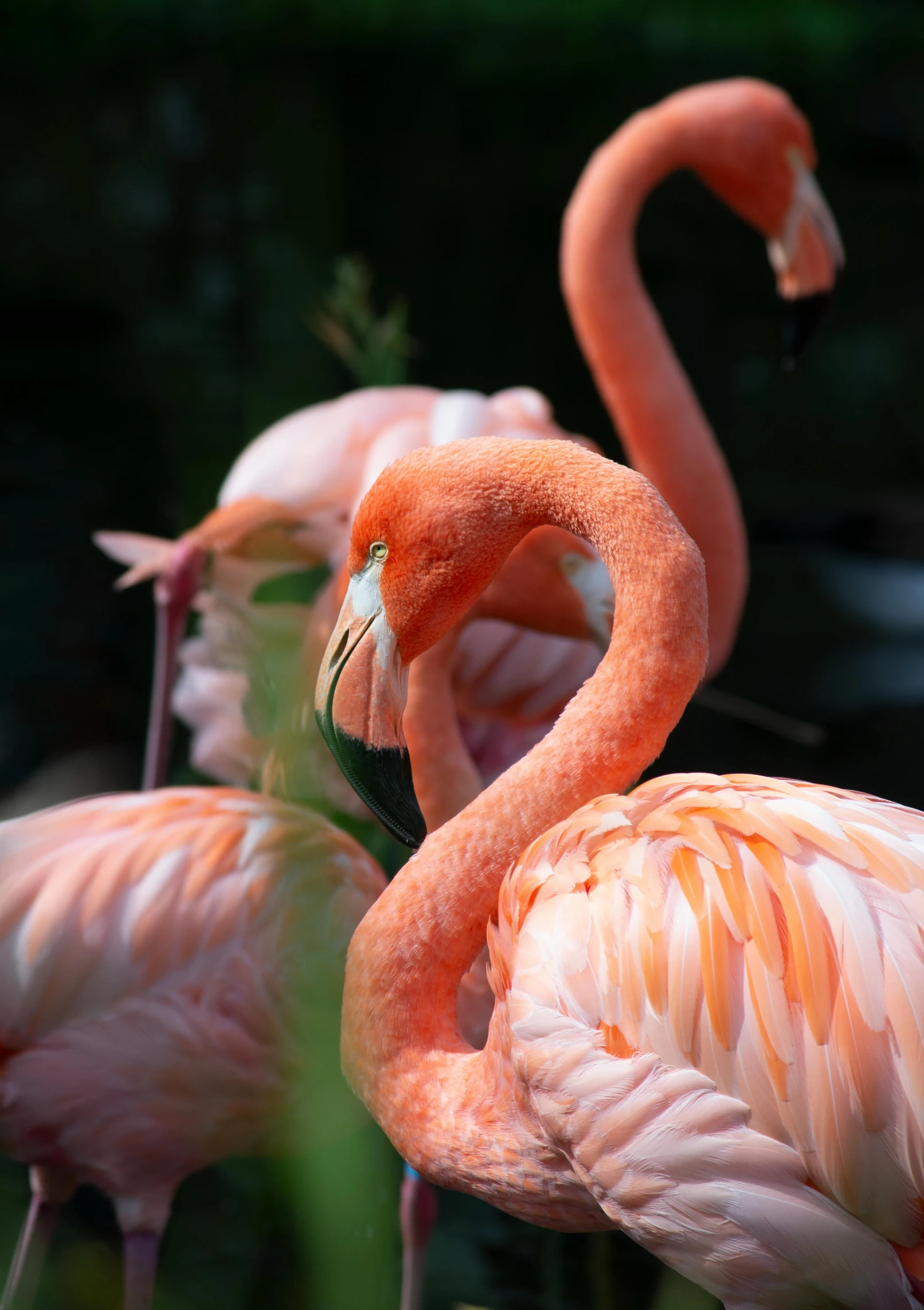 a group of flamingos standing next to each other, a photo, pexels contest winner, fantastic realism, close - up profile, avatar image, no cropping, image