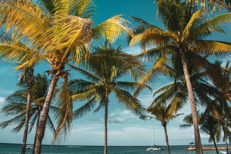 a number of palm trees near a body of water, pexels contest winner, sail boats, holiday vibe, naudline pierre, thumbnail