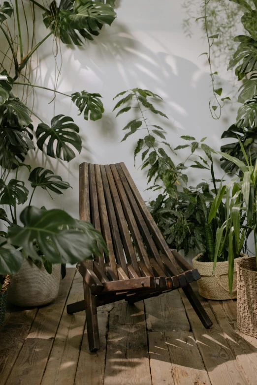 a wooden chair sitting on top of a wooden floor, a picture, in bloom greenhouse, monstera, no cropping, canopee