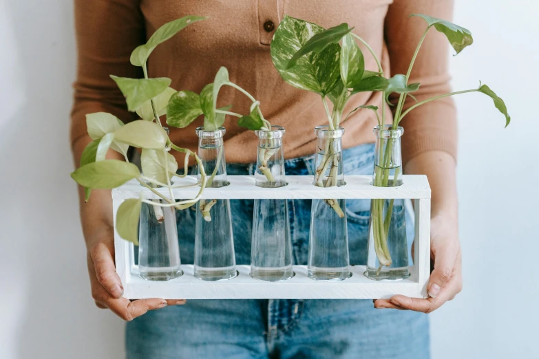 a woman holding a bunch of glass vases filled with plants, by Emma Andijewska, trending on unsplash, cardboard, filled with water, small rectangular glasses, with a lab coat