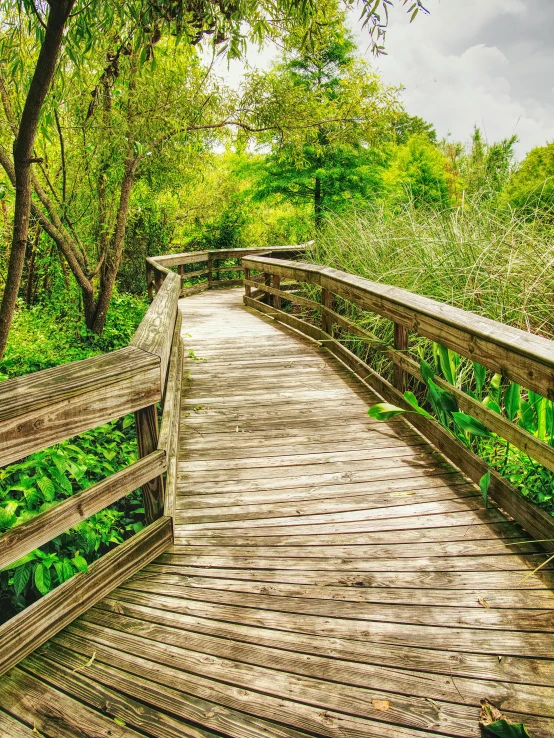 a wooden bridge over a lush green forest, by Pamela Drew, renaissance, boardwalk, slide show, multiple stories, paths