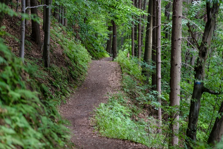 a dirt path in the middle of a forest, by Joseph von Führich, pexels, fan favorite, black forest, lush forest in valley below, thumbnail