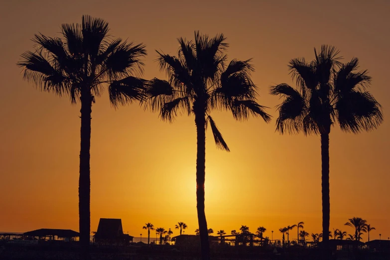 three palm trees are silhouetted against the setting sun, by Lee Loughridge, pexels contest winner, future miramar, tans, warm golden backlit, conde nast traveler photo