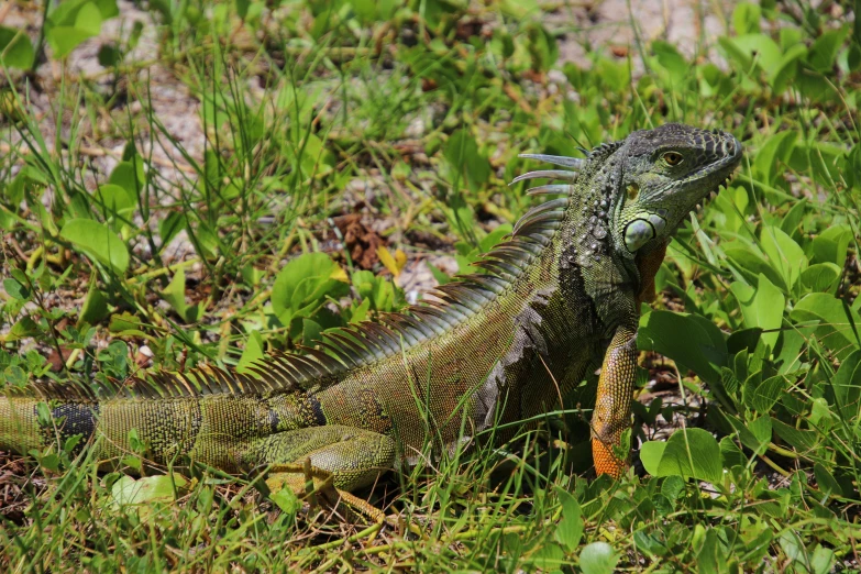 a large lizard sitting on top of a lush green field