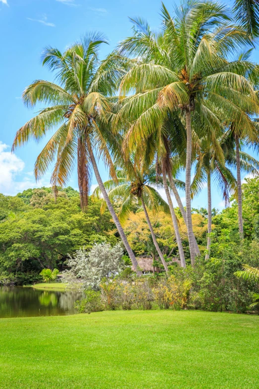 a body of water surrounded by palm trees, natural botanical gardens, lush surroundings, no cropping, romance