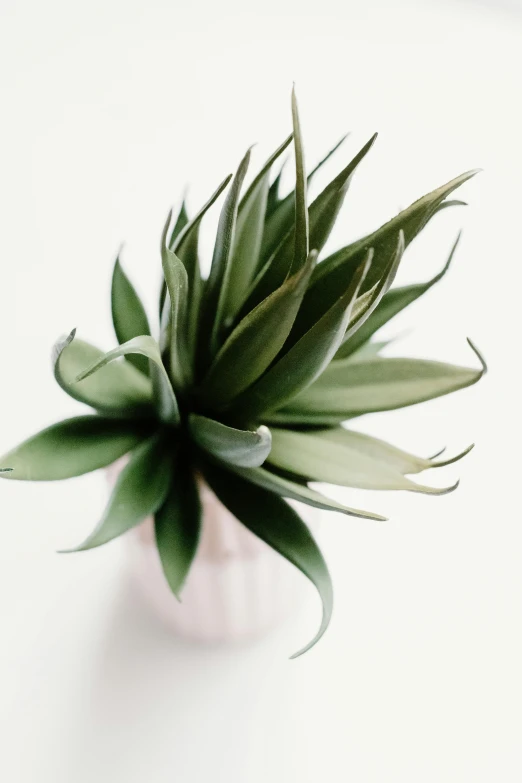 a close up of a plant in a vase on a table, by Nicolette Macnamara, trending on pexels, minimalism, spiky, made of glazed, soft skin, professional product photo