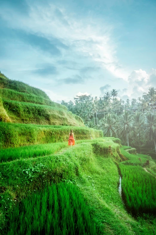 a person standing on top of a lush green hillside, inspired by Steve McCurry, sumatraism, sunny sky, terraced